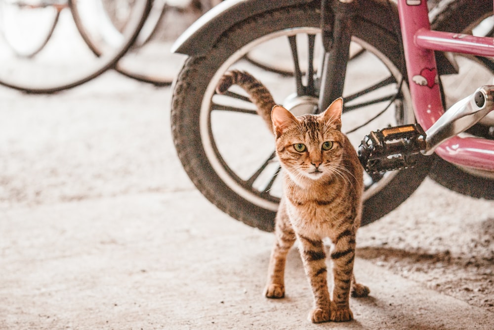 brown tabby cat near red bicycle